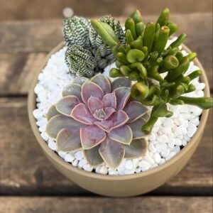 סידור סוקולנטים – כלי חרס מט עגול עם צלחת