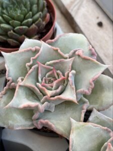 Echeveria-Madiba
