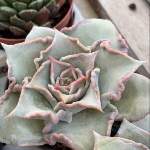 Echeveria-Madiba